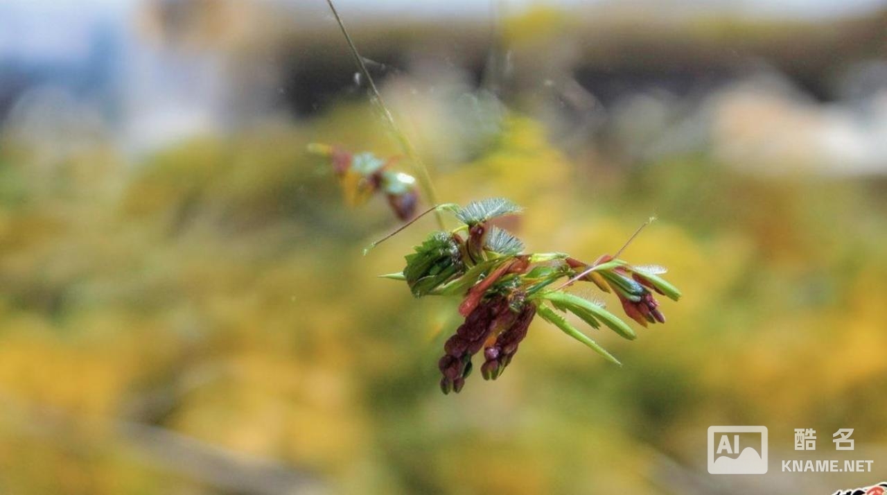 商标注册申请电话多少